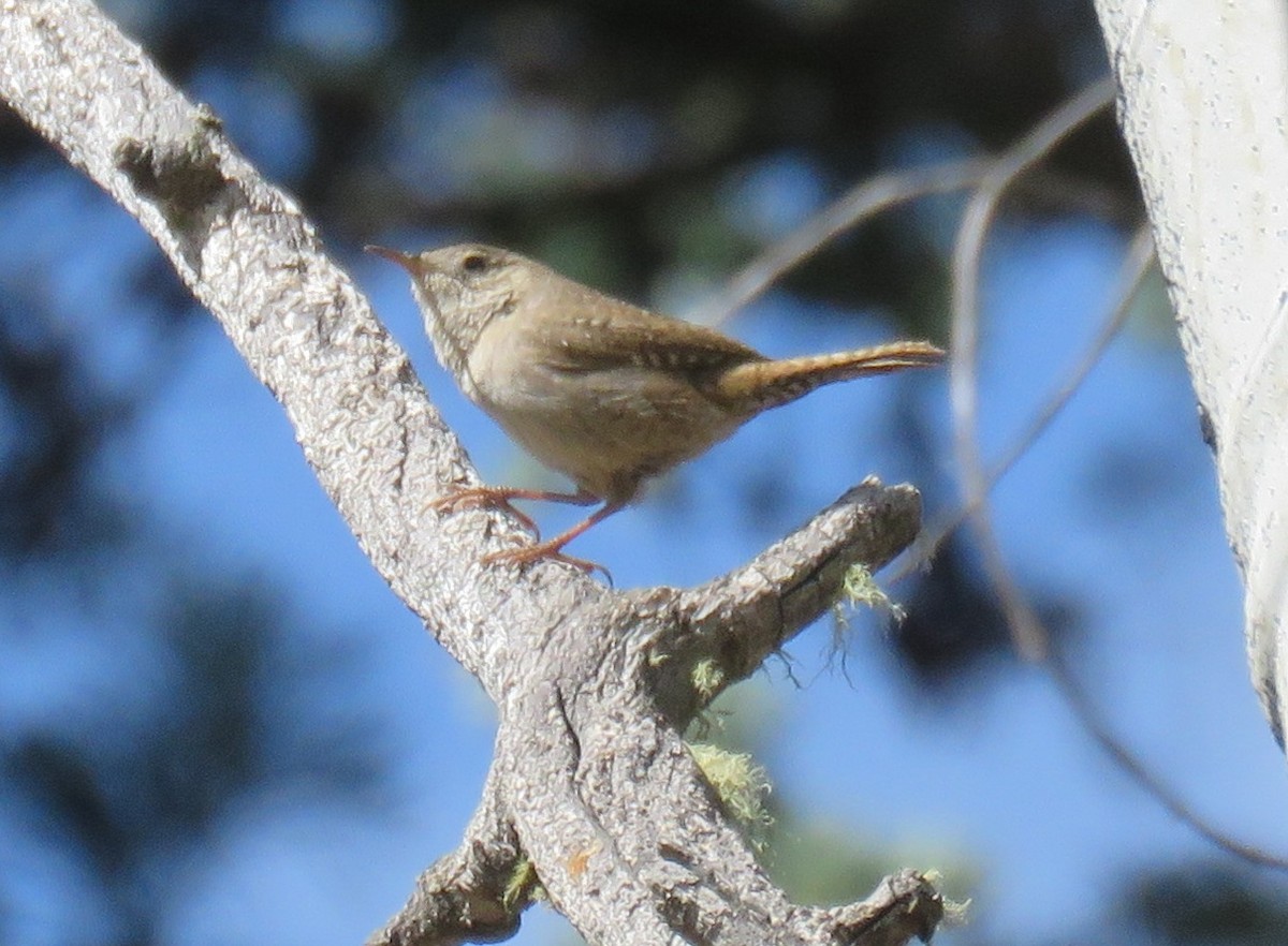 House Wren - ML58389211