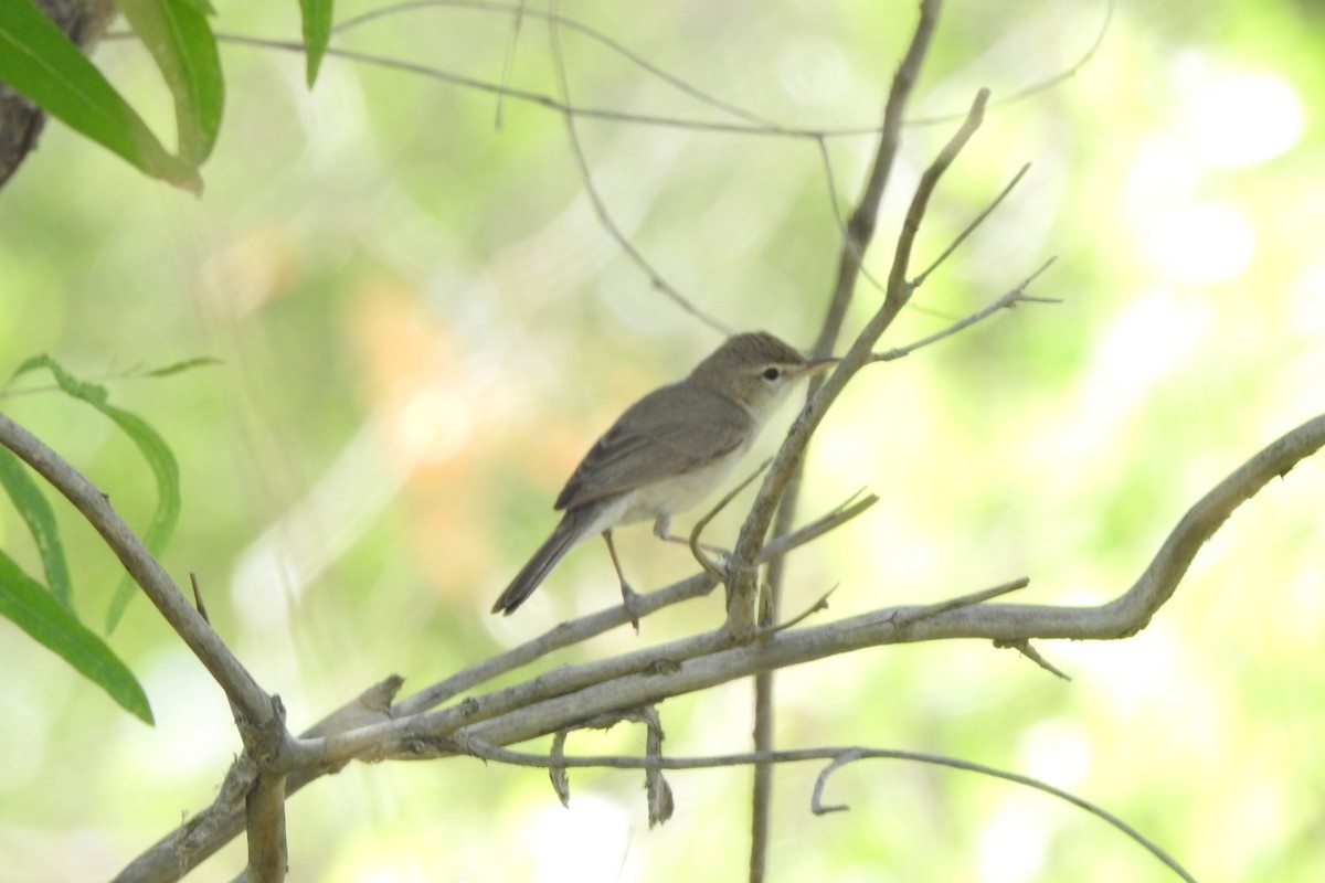 Sykes's Warbler - ML583892271