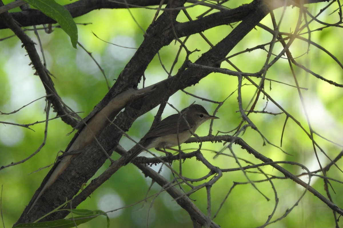 Sykes's Warbler - ML583892281