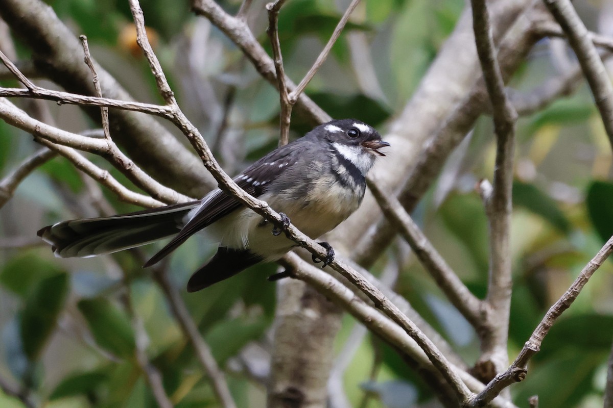 Gray Fantail - parrish evans