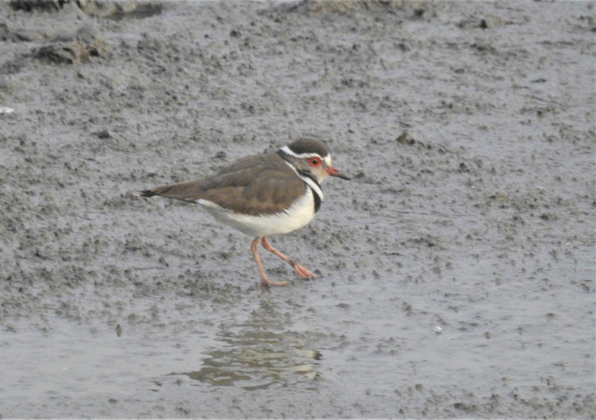 Three-banded Plover - ML583892661