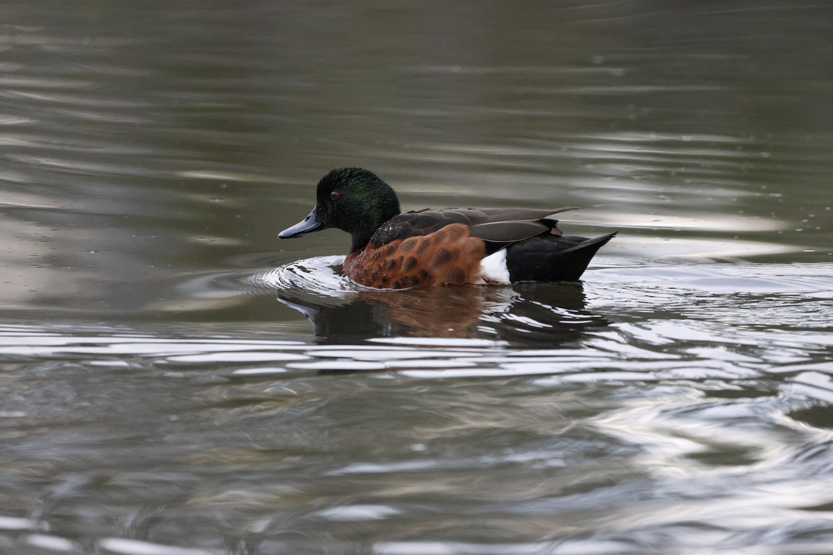 Chestnut Teal - ML583892871