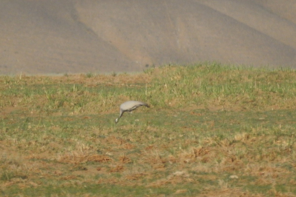 Demoiselle Crane - Zhanyi Lin