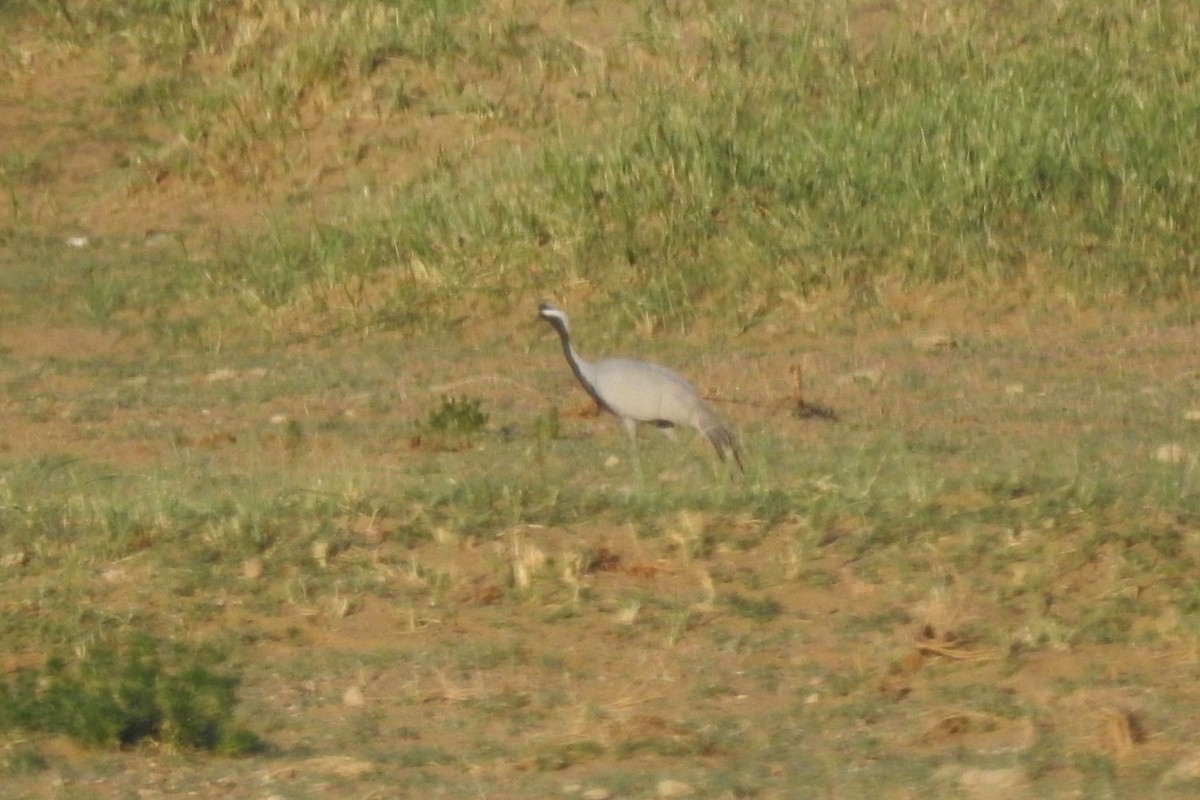 Demoiselle Crane - Zhanyi Lin