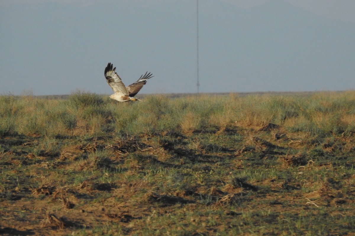 Long-legged Buzzard - ML583893091