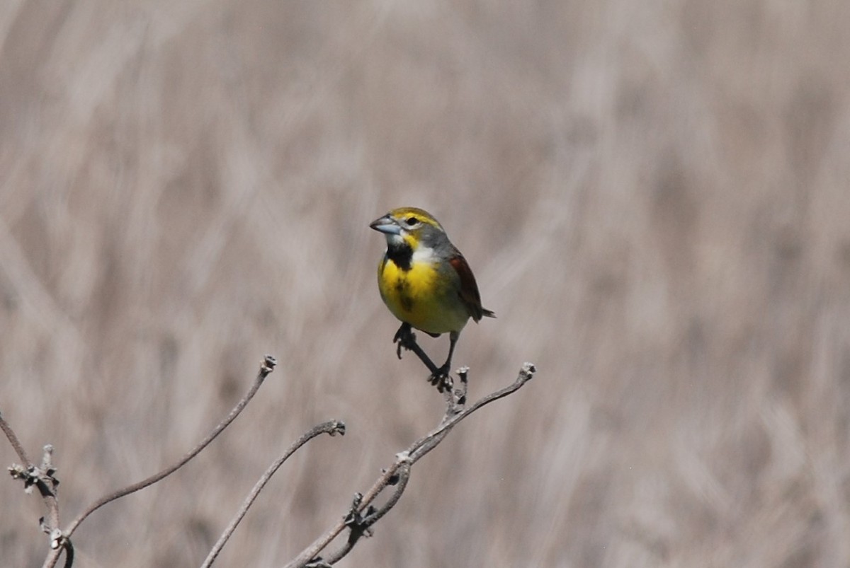 Dickcissel - ML58389311