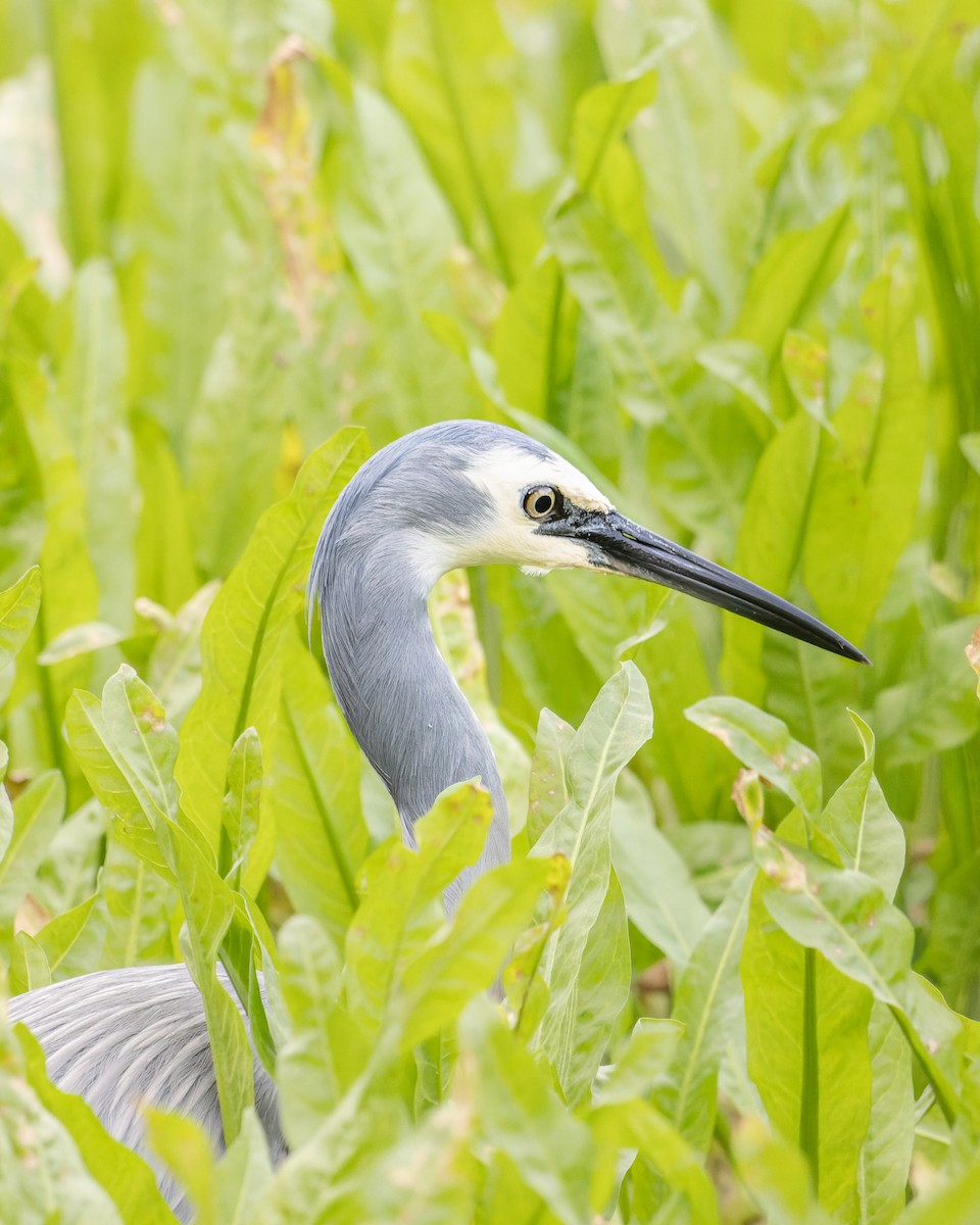 White-faced Heron - ML583893381