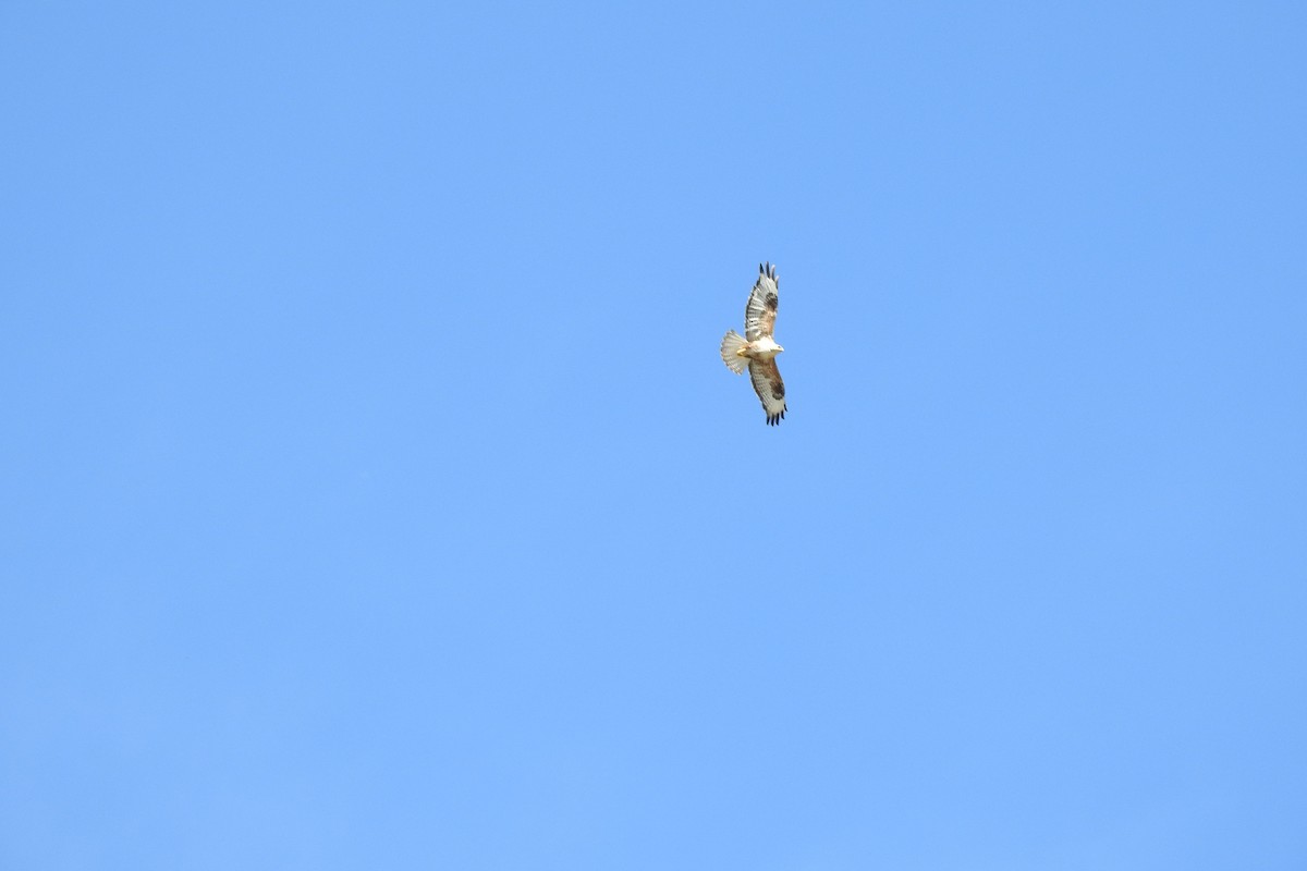 Upland Buzzard - ML583894401