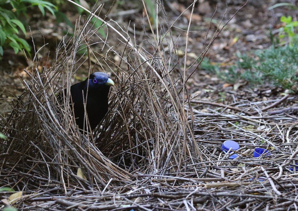 Satin Bowerbird - ML58389461