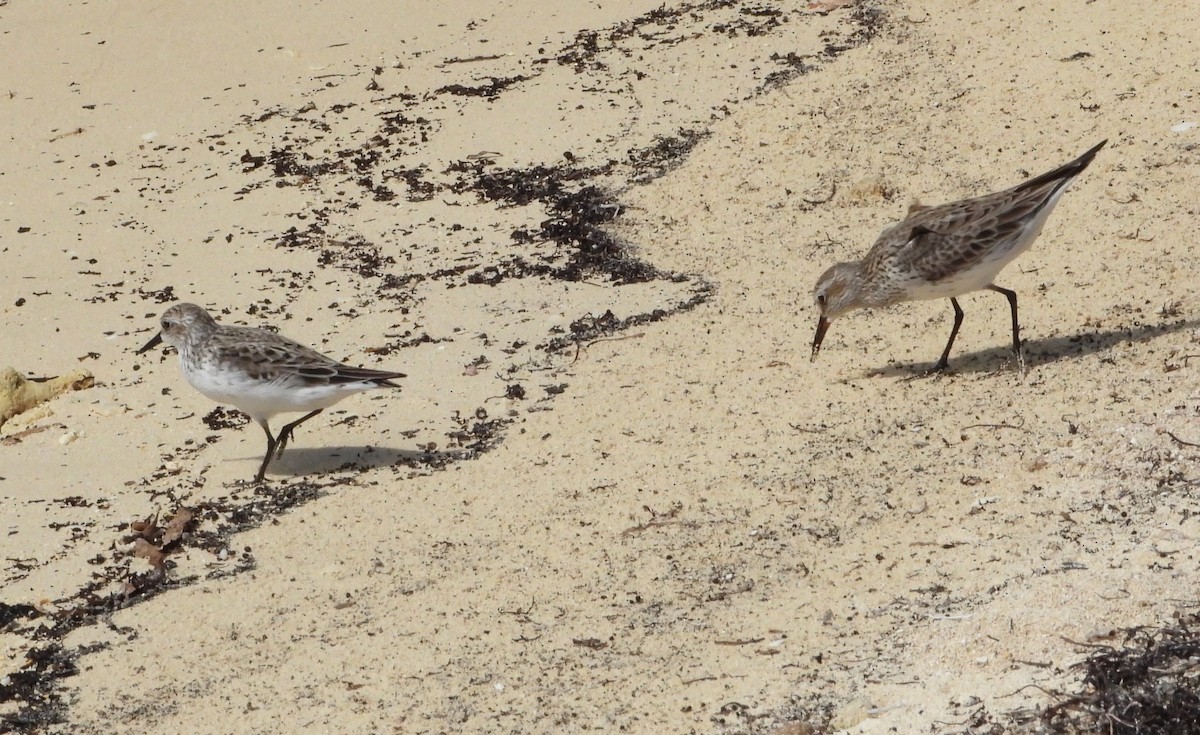 White-rumped Sandpiper - ML583895031