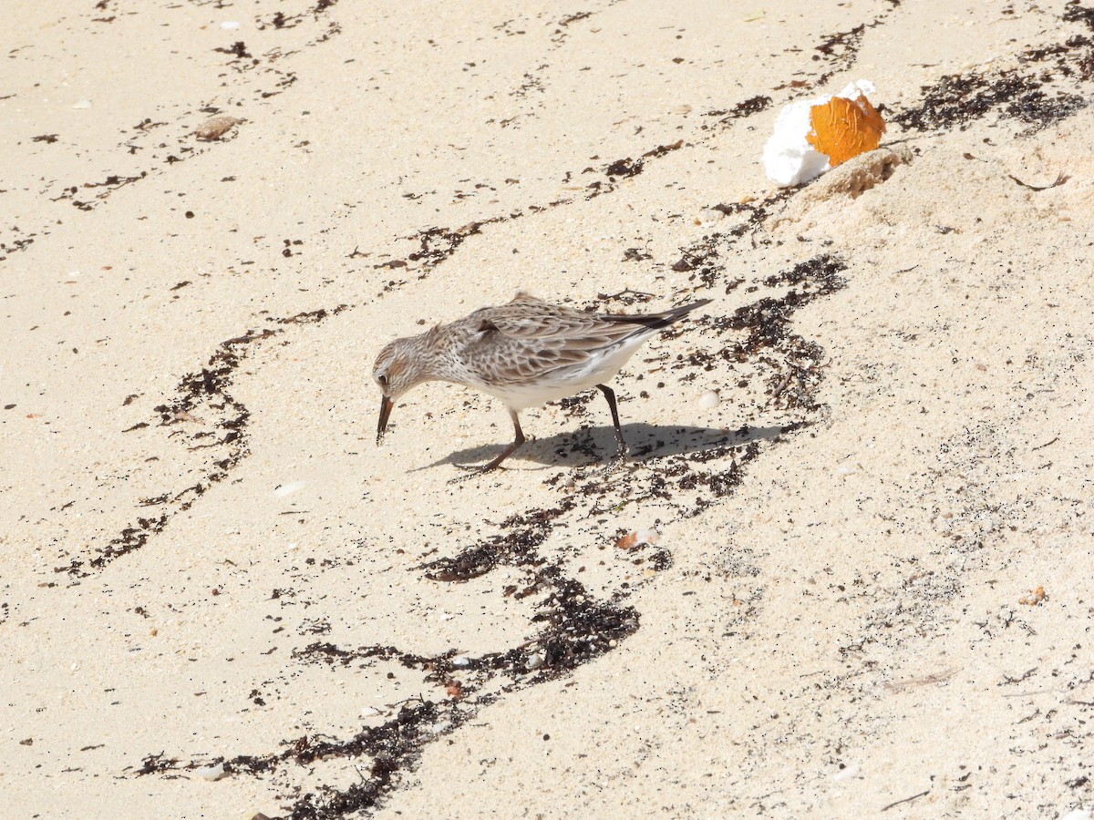 White-rumped Sandpiper - ML583895041