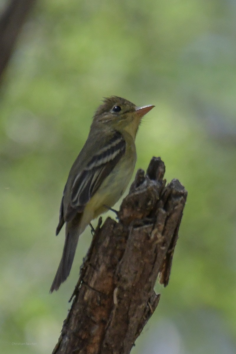 Western Flycatcher (Pacific-slope) - ML583895151