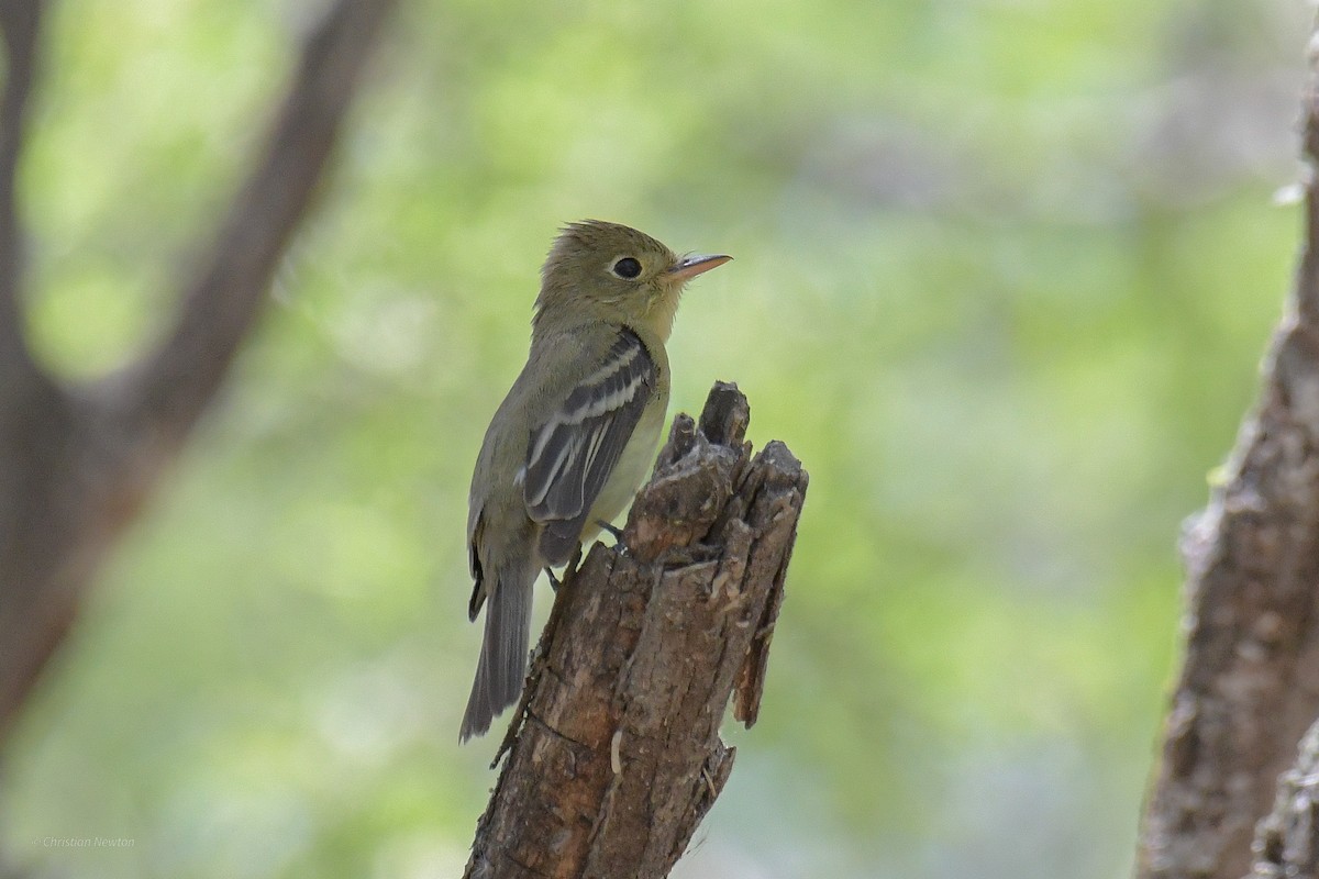 Western Flycatcher (Pacific-slope) - ML583895181