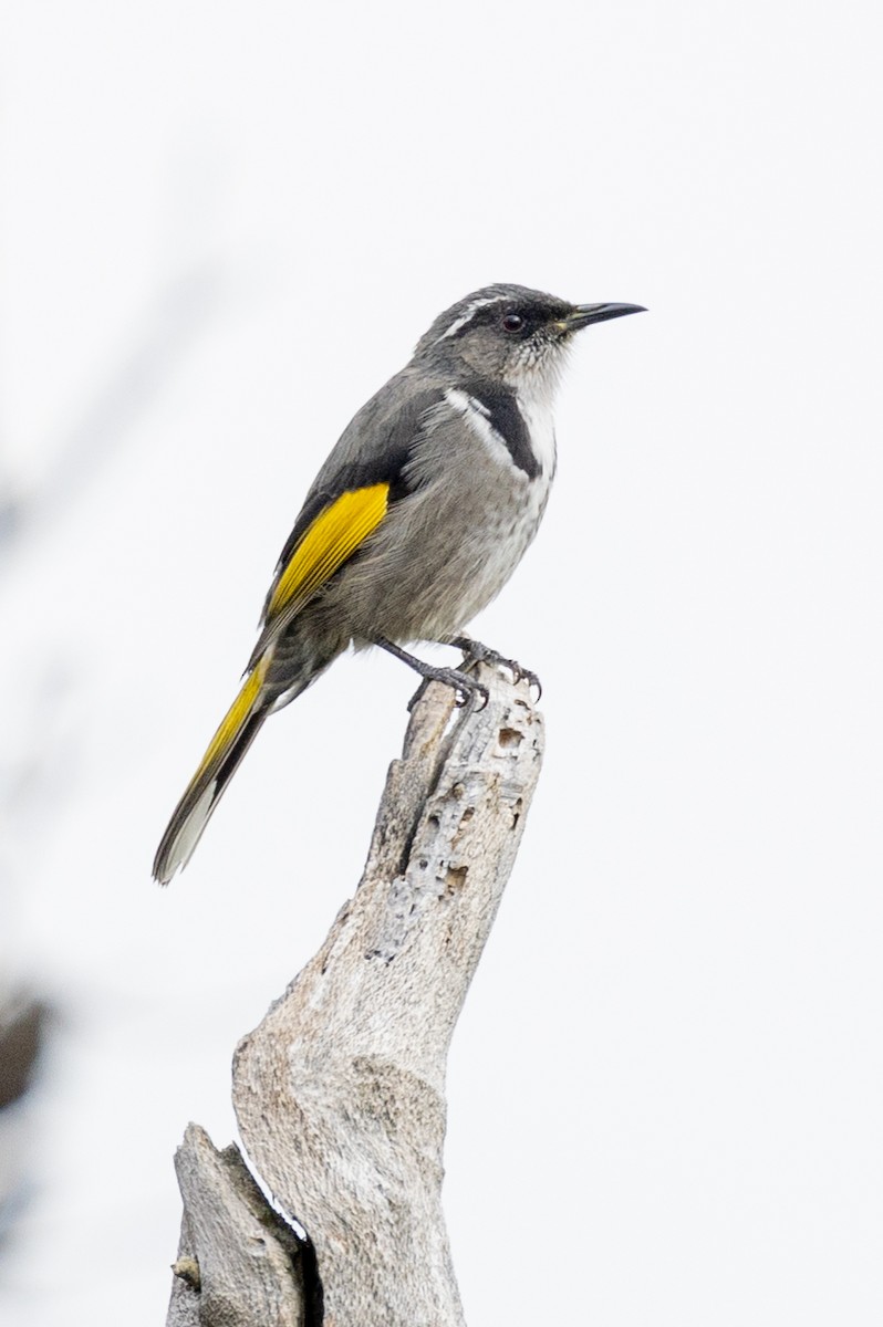 Crescent Honeyeater - ML583895361