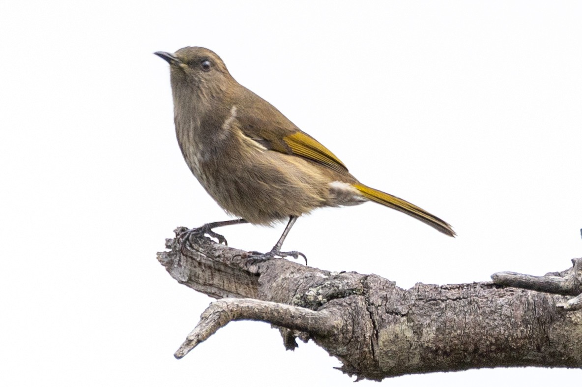 Crescent Honeyeater - ML583895381