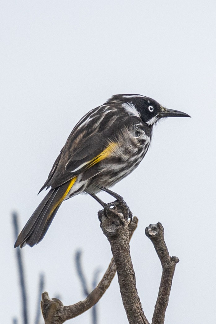 New Holland Honeyeater - ML583895431