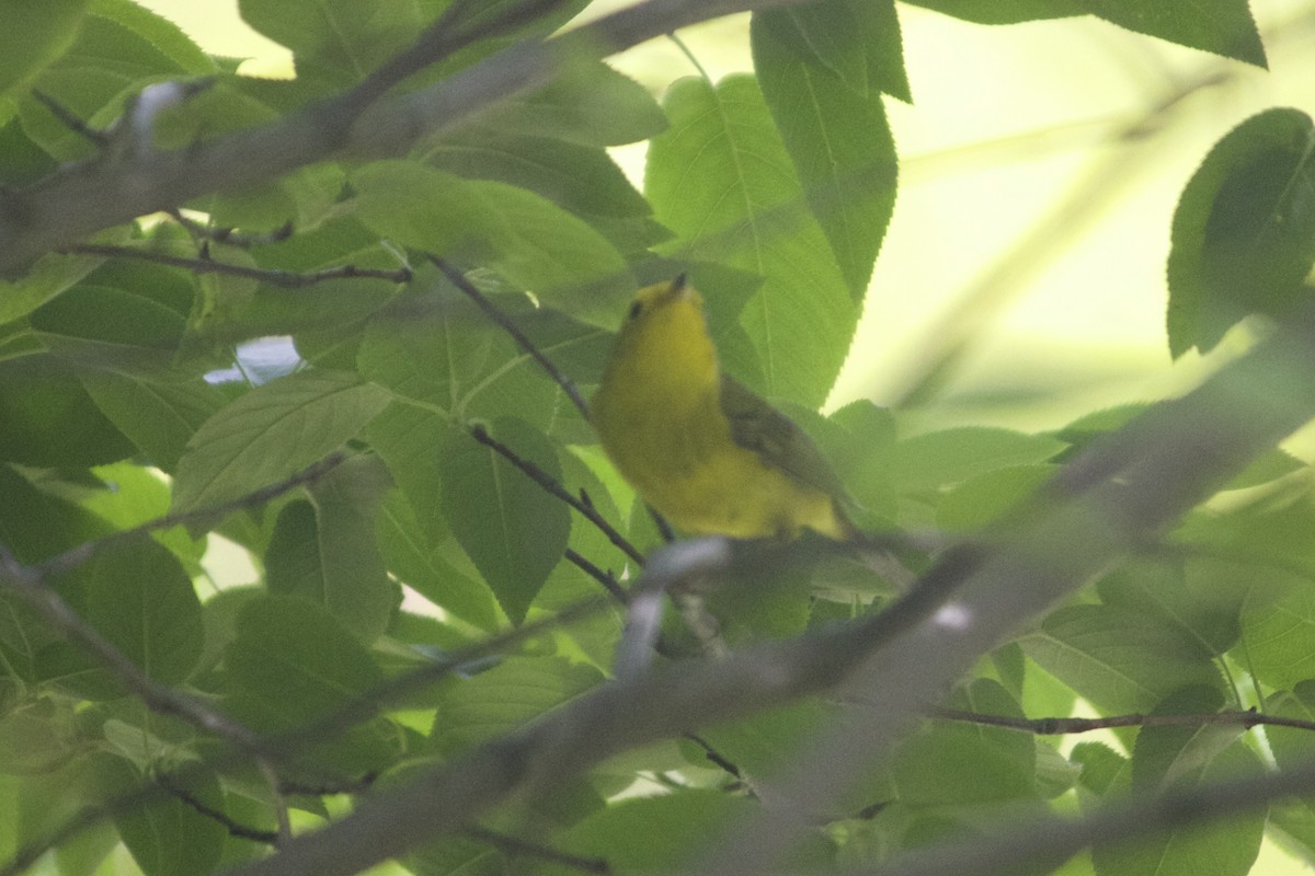 Wilson's Warbler - ML58389551