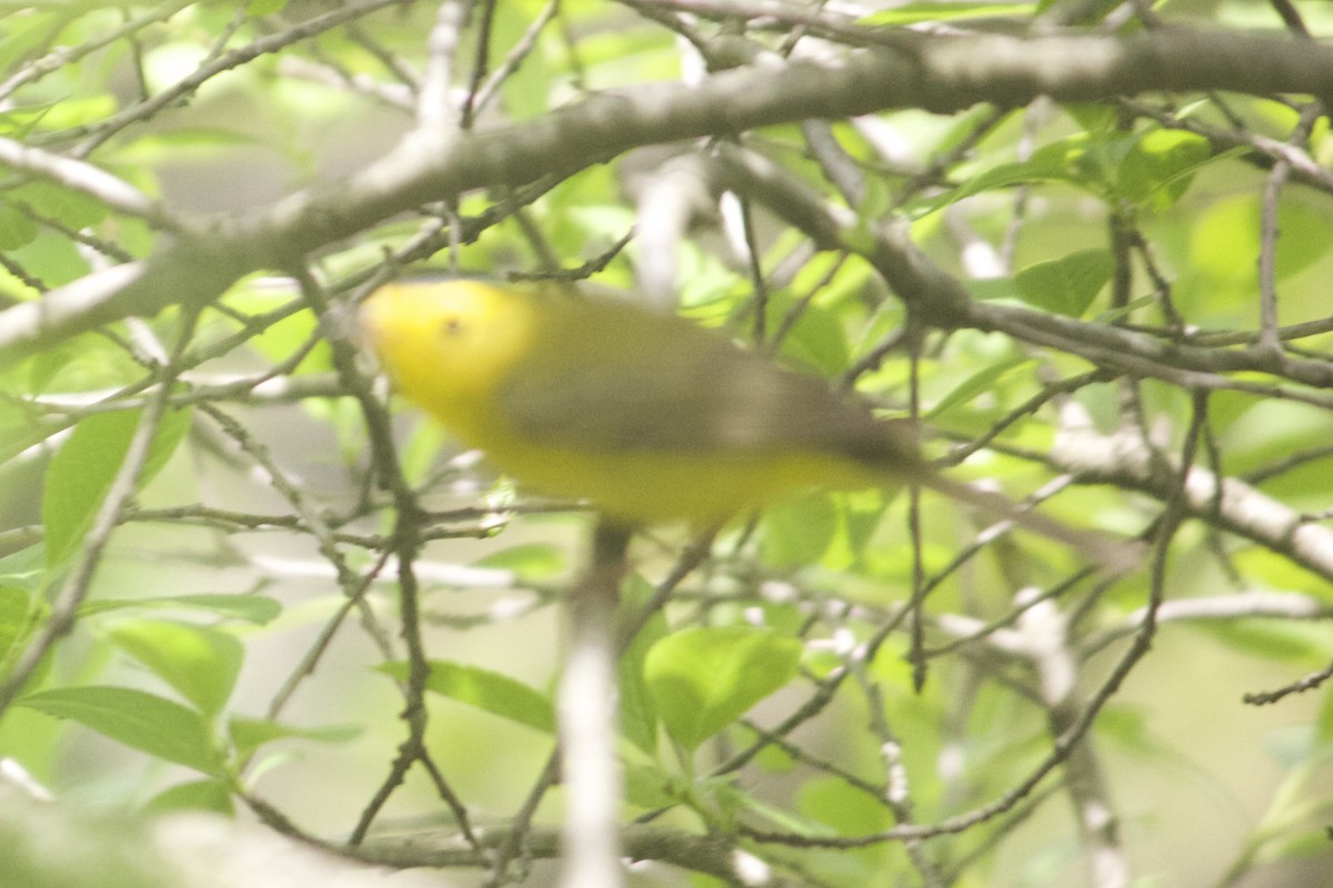 Wilson's Warbler - ML58389561