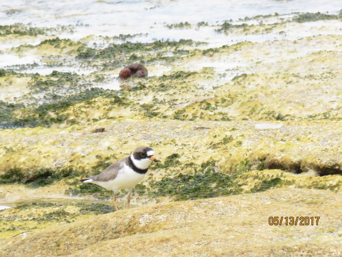 Semipalmated Plover - ML58389571