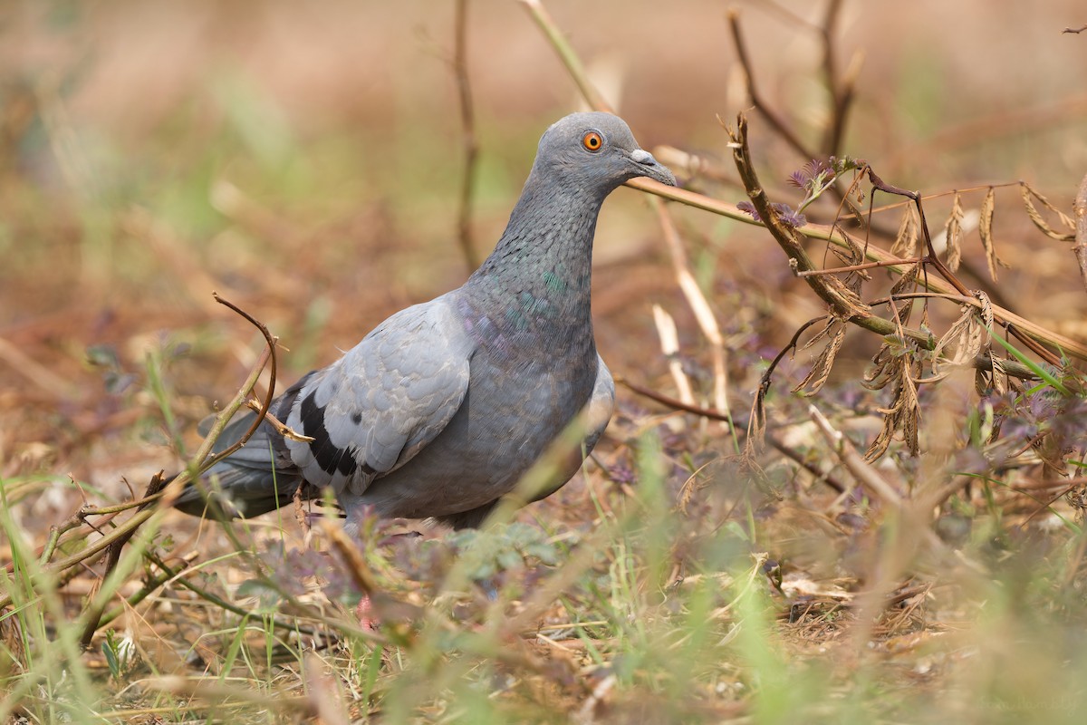 Rock Pigeon (Feral Pigeon) - Sam Hambly