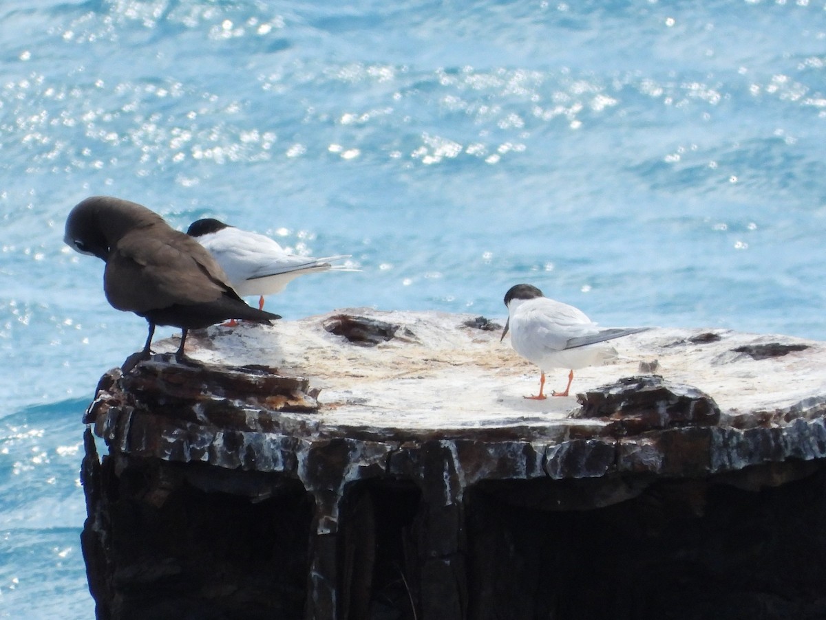 Roseate Tern - ML583896821