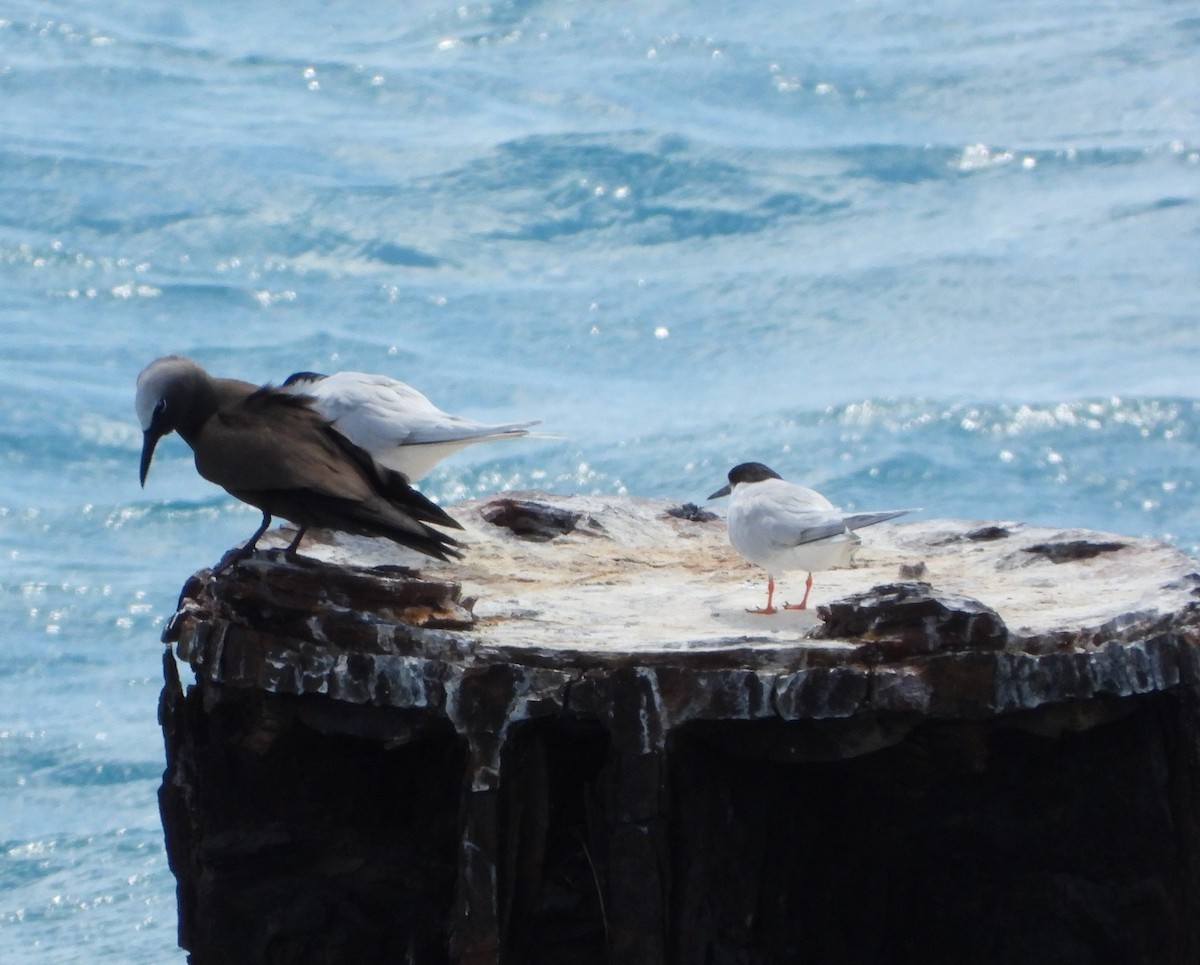 Roseate Tern - ML583896851