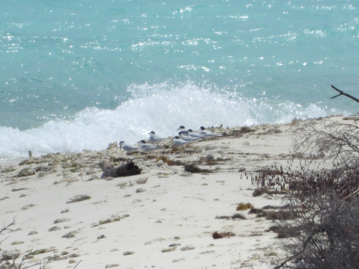 Roseate Tern - ML583896871