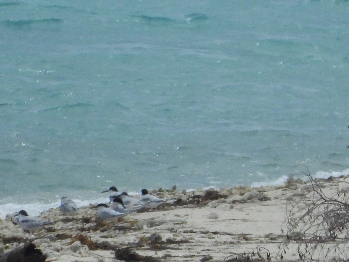 Roseate Tern - ML583896881