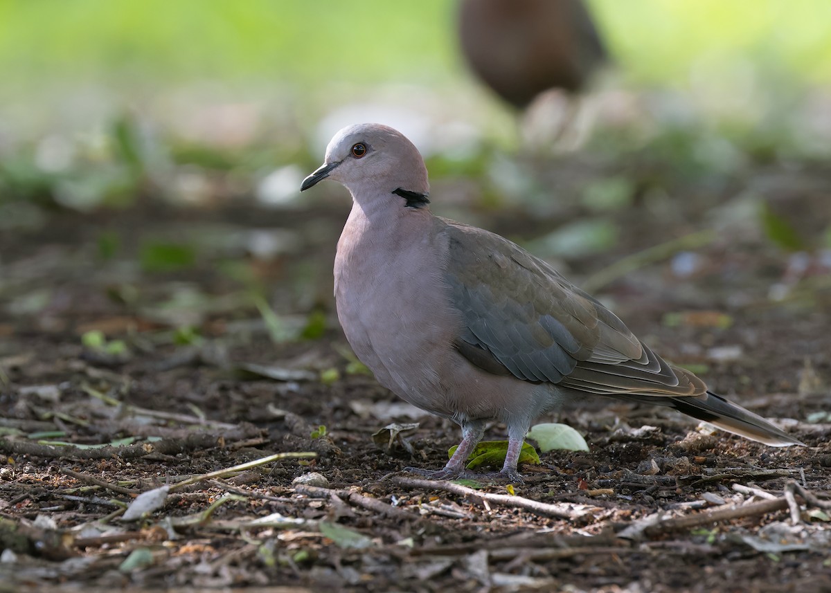 Red-eyed Dove - ML583897611
