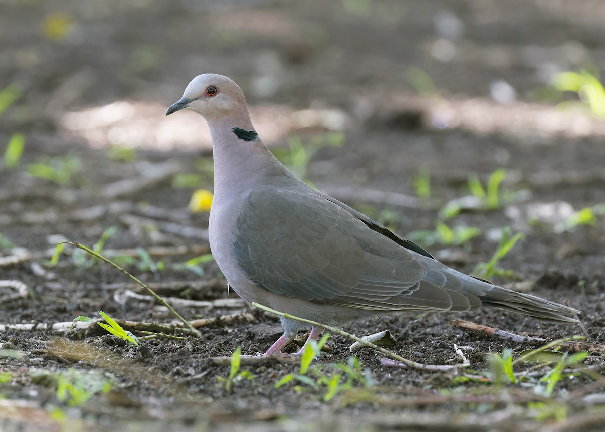 Red-eyed Dove - ML583897621