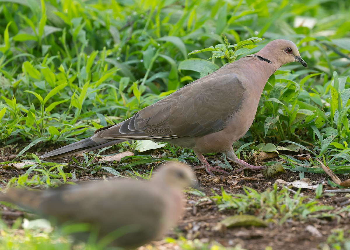 Red-eyed Dove - ML583897631
