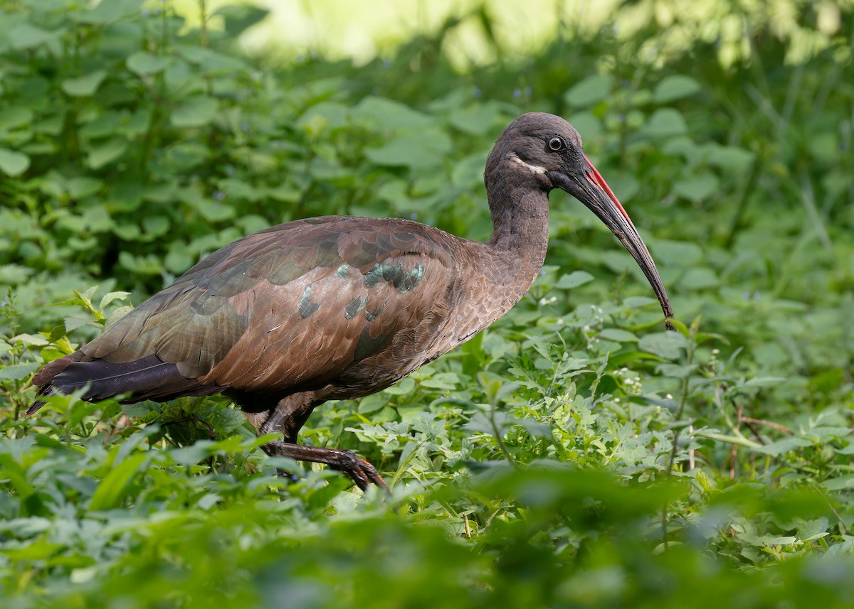 Hadada Ibis - ML583897831