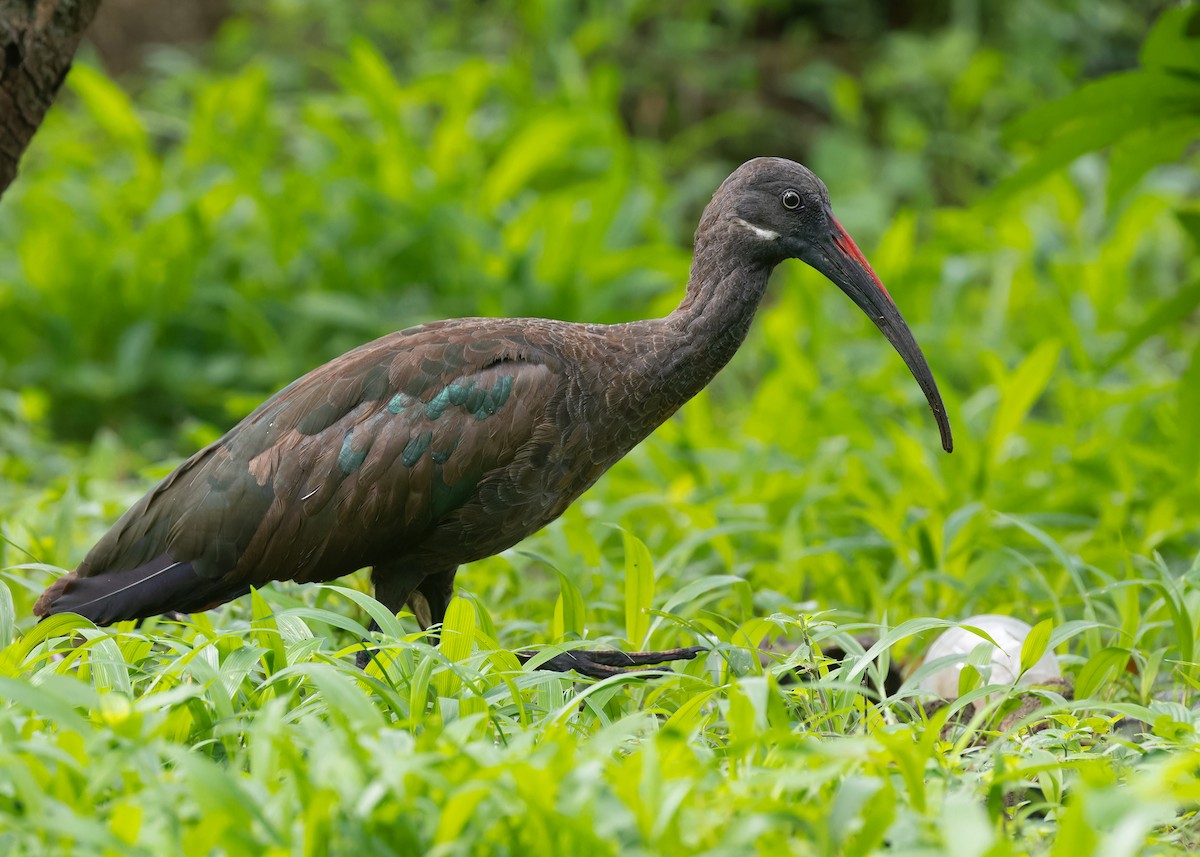 Hadada Ibis - ML583897841