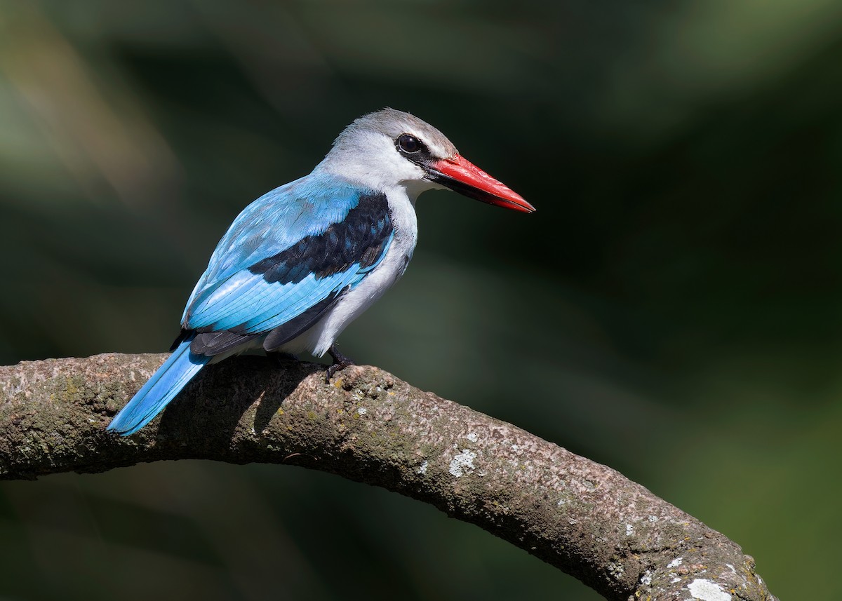 Woodland Kingfisher - ML583898171