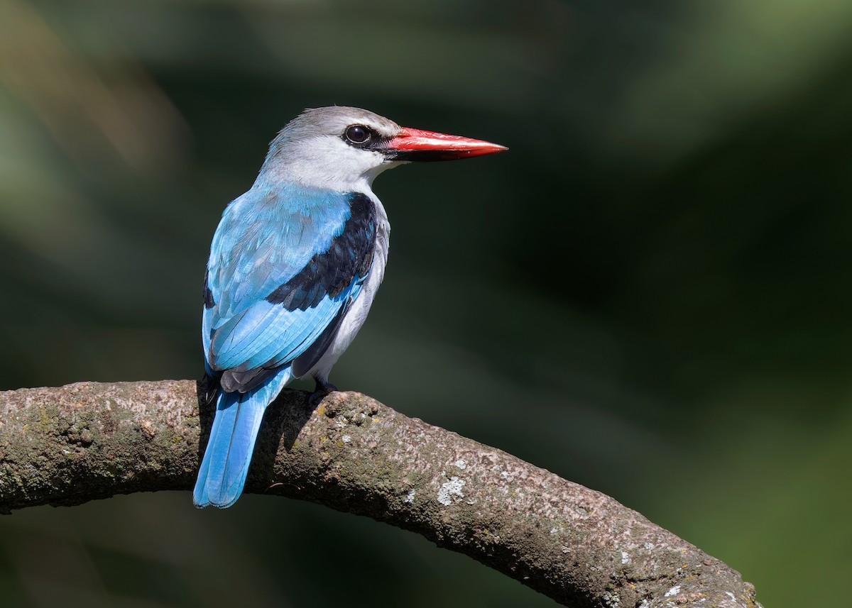 Woodland Kingfisher - ML583898181