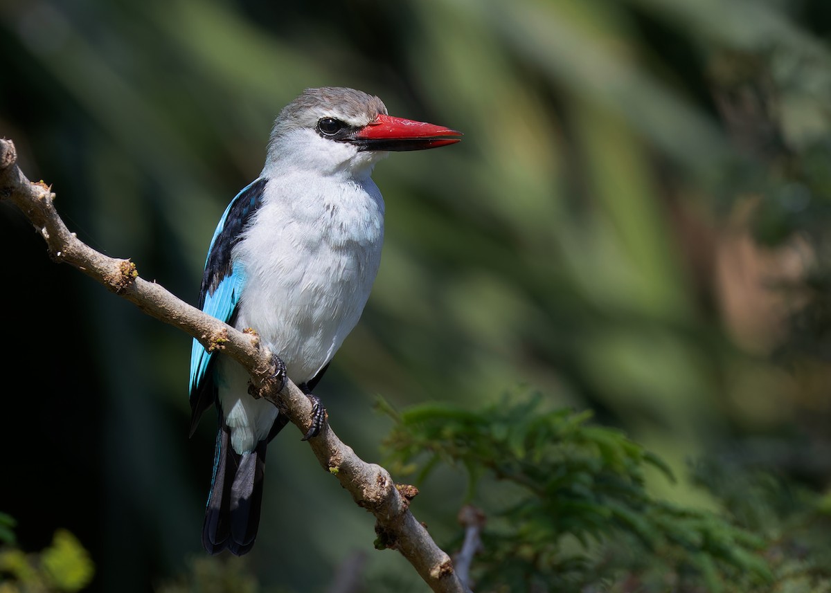 Woodland Kingfisher - ML583898191