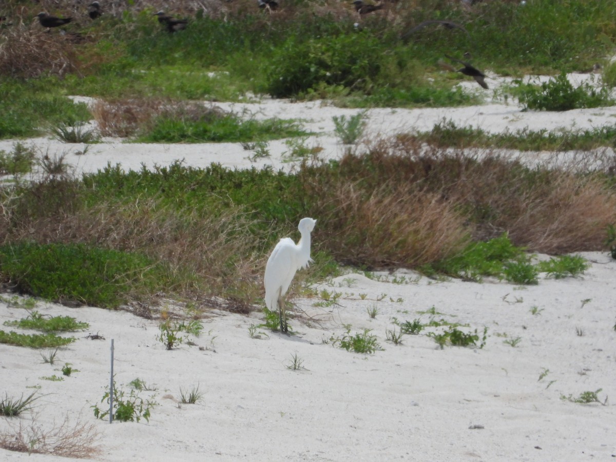 Great Blue Heron (Great White) - ML583898561