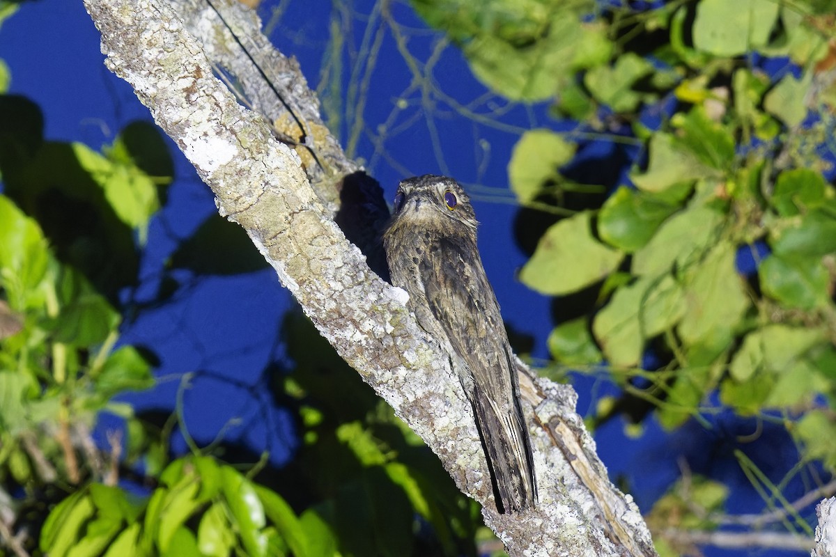 Common Potoo - ML583898741