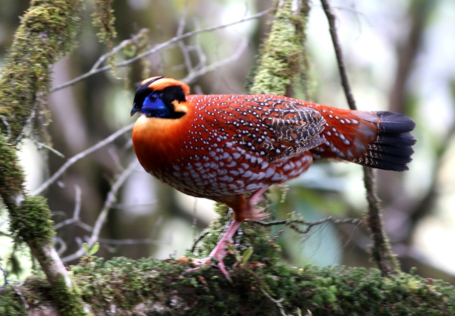 Temminck's Tragopan - ML58390021