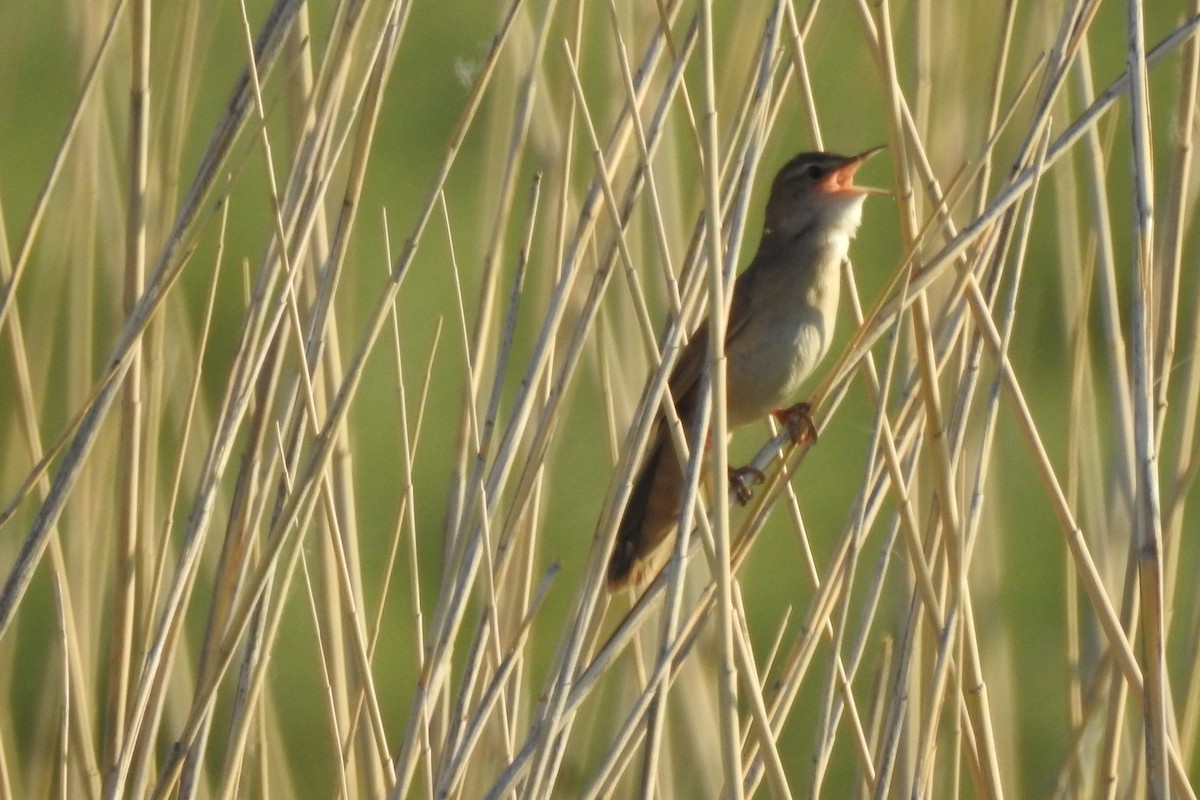 Savi's Warbler - Zhanyi Lin