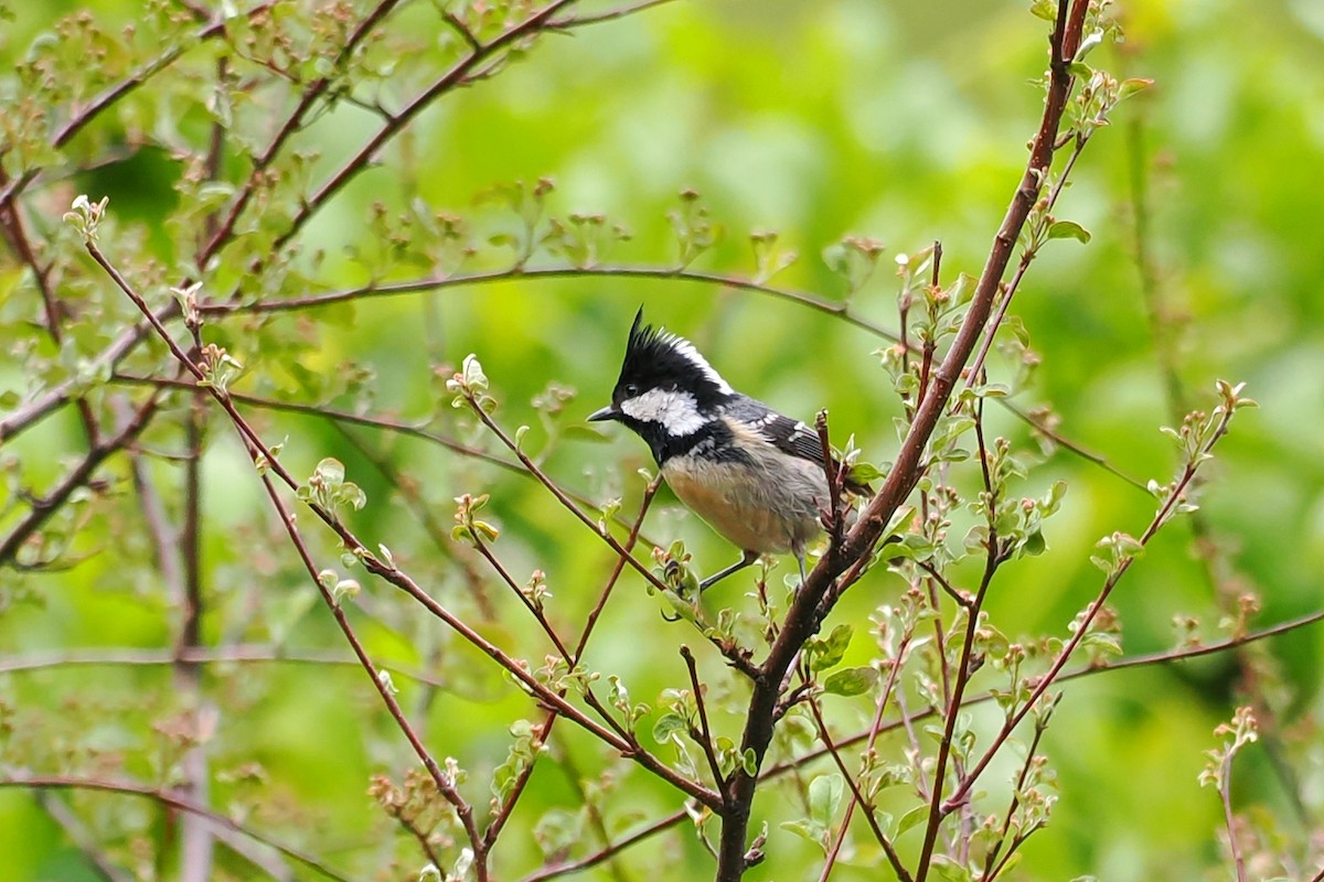 Coal Tit - ML583901921