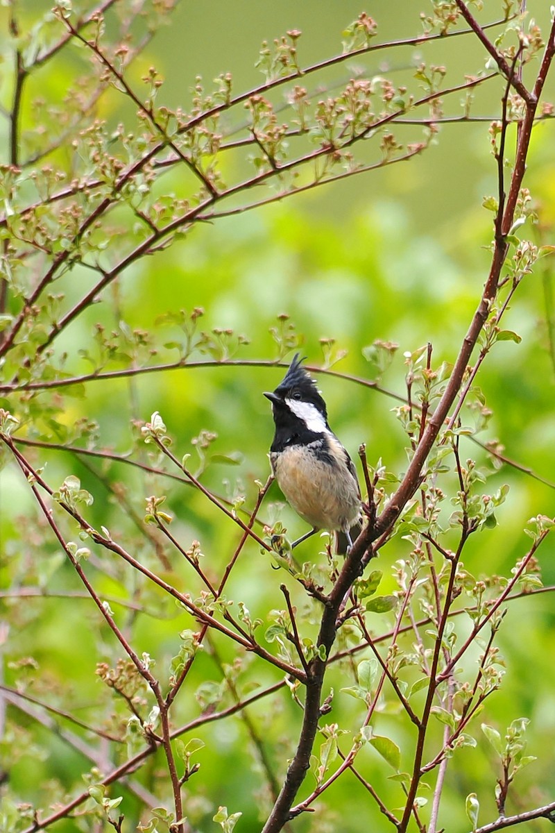 Coal Tit - ML583901941