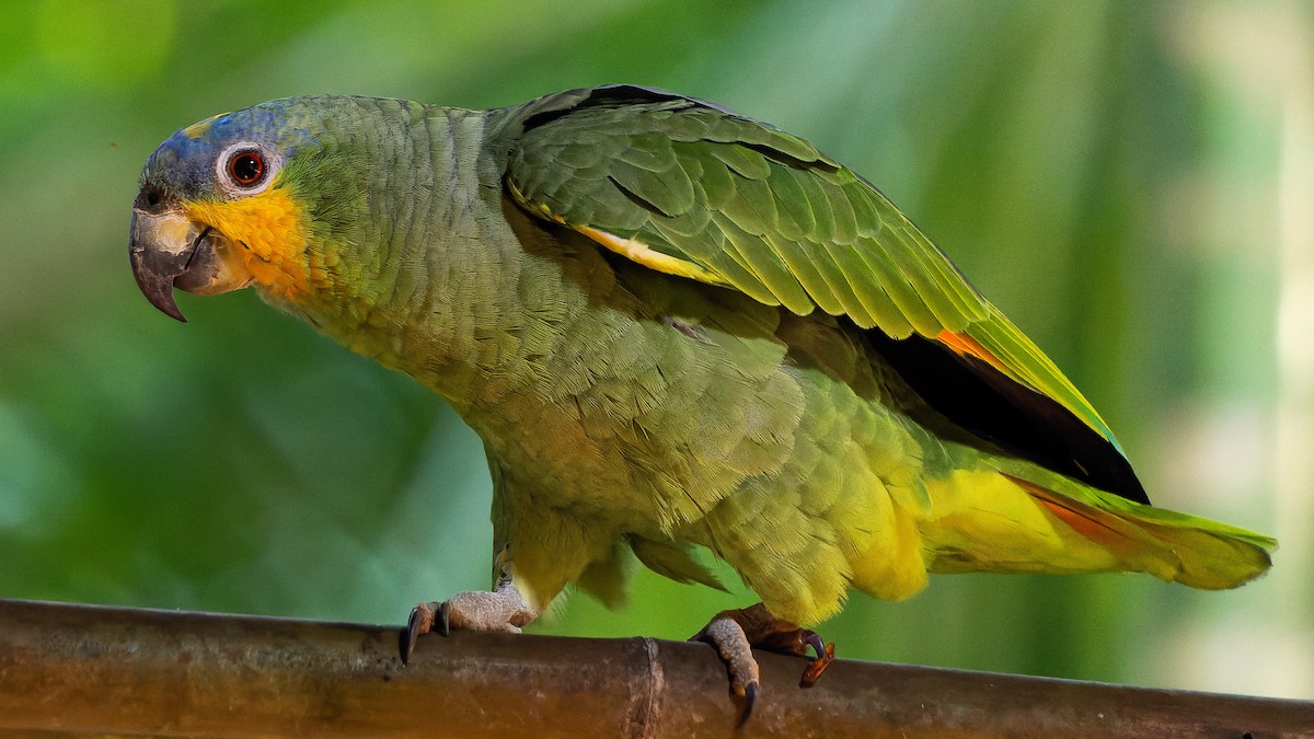 Orange-winged Parrot - ML583904671