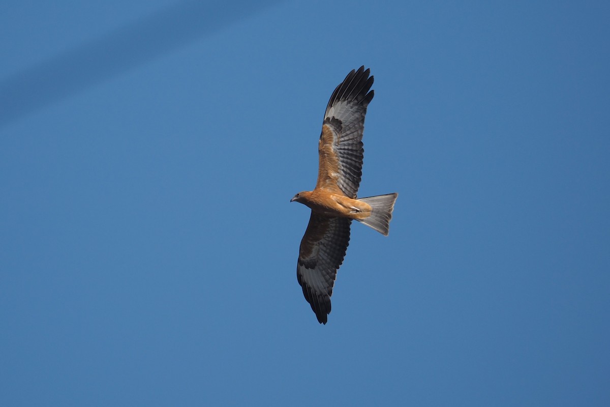 Square-tailed Kite - Isaac Clarey