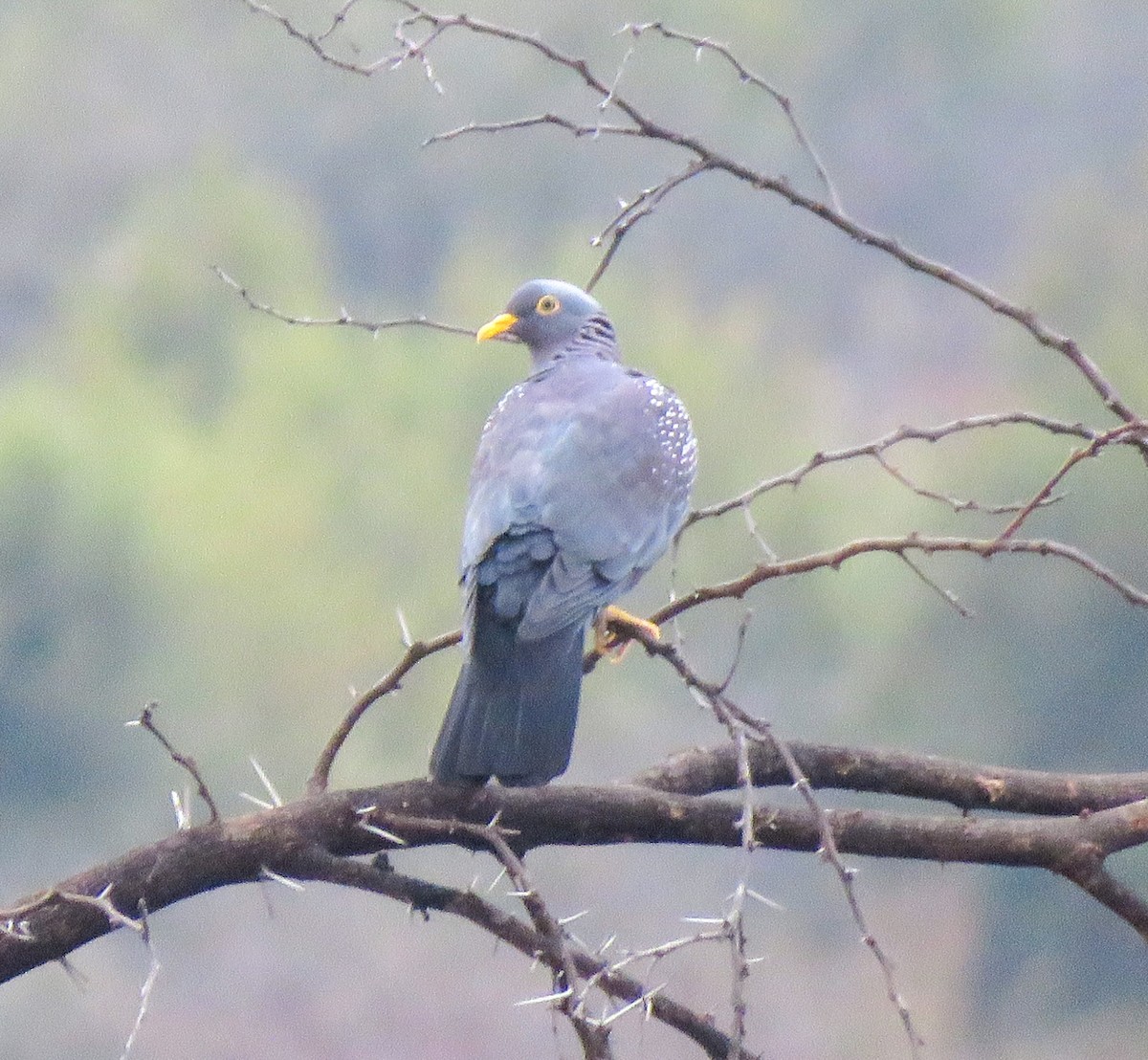 Pigeon rameron - ML583906121