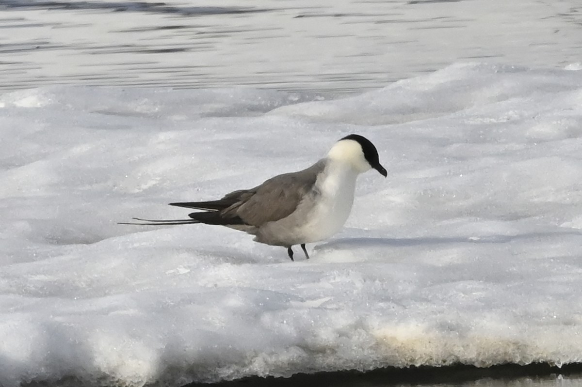 Long-tailed Jaeger - ML583908191