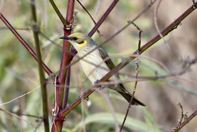 Gray-fronted Honeyeater - ML583908741