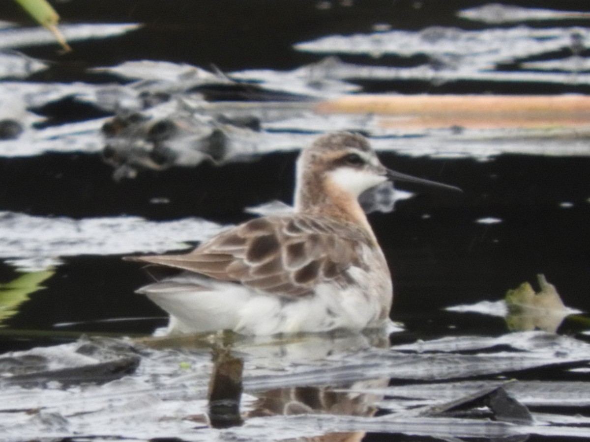 Wilson's Phalarope - ML583908771