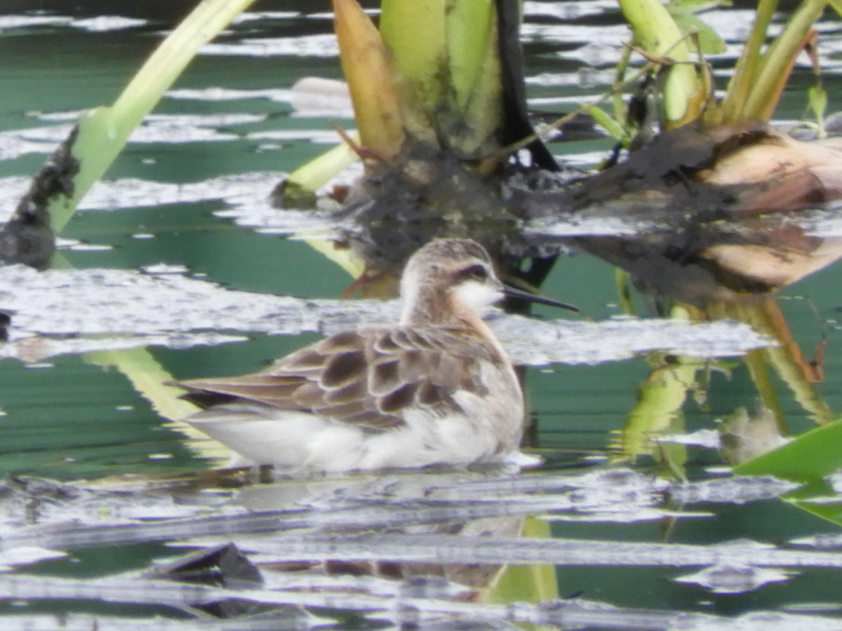 Wilson's Phalarope - ML583908891