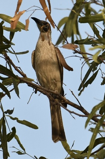 Silver-crowned Friarbird - ML583909011